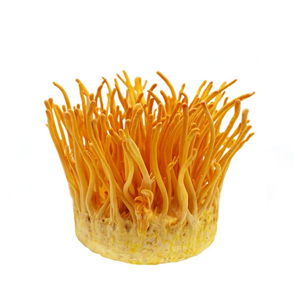 Đông Trùng Hạ Thảo | Cordyceps Sinensis